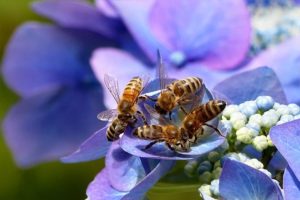 ​Pesticidi e cambiamenti climatici sono un binomio mortale per le api