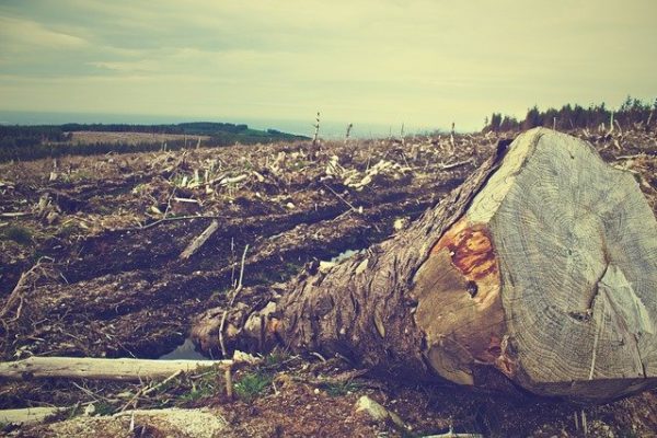 Il cibo uccide gli alberi: i prodotti che causano la deforestazione