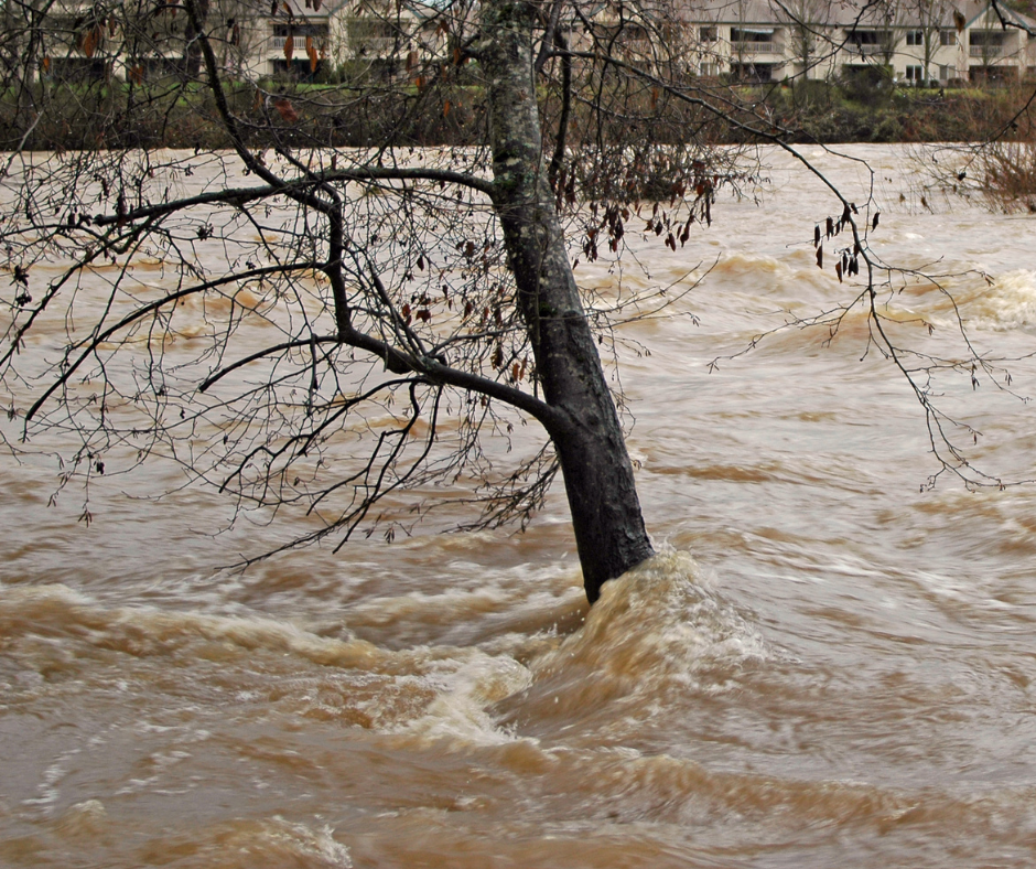 alluvione, emilia Romagna, albero, federconsumatori